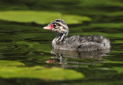Nordisk lappedykker (Podiceps auritus)
