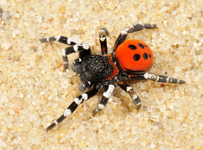 Mariehøneedderkop (Eresus sandaliatus)