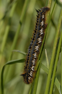  Græsspinder (Euthrix potatoria)