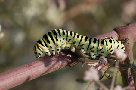  Svalehale (Papilio Machaon)
