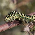 Svalehale (Papilio Machaon)