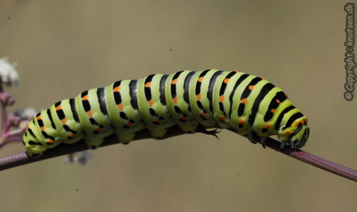  Svalehale (Papilio machaon)