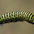  Svalehale (Papilio machaon)