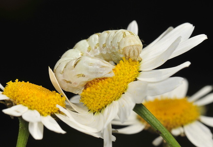  Kamille-Hætteugle (Cucullia chamomillae)