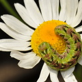  Kamille-Hætteugle (Cucullia chamomillae)