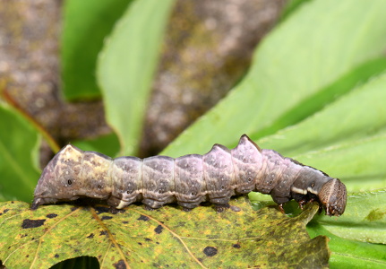 Zigzagspinder (Notodonta ziczac)