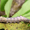Zigzagspinder (Notodonta ziczac)