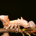 Zigzagspinder (Notodonta ziczac)