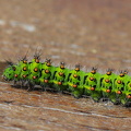 Lille natpåfugleøje (Saturnia pavonia)