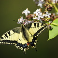 Svalehale (Papilio machaon)