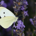 Lille Kålsommerfugl (Pieris rapae)