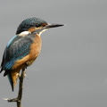  Isfugl (Alcedo atthis)