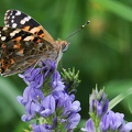 Tidselsommerfugl