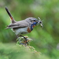 Blåhals (Luscinia svecica)