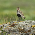  Hjejle (Pluvialis apricaria)