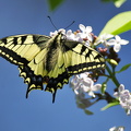  Svalehale (Papilio machaon)
