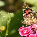 Tidselsommerfugl