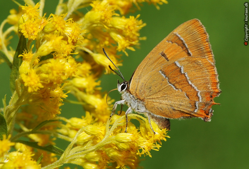 DSC_669 Guldhale.jpg