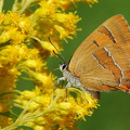  Guldhale