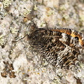  Sandrandøje (Hipparchia semele)