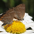  Det hvide W (Satyrium w-album)