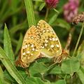  Markperlemor sommerfugl