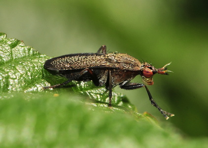  Kærflue (Coremacera marginata)