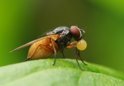  Blomsterflue (Pegomya bicolor)