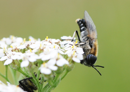  Vandklæg Heptatoma pellucens