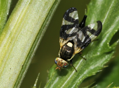  Tidselbåndflue (Urophora cardui)
