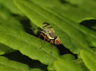  Tidselbåndflue (Urophora cardui)