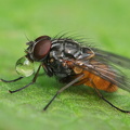 Phaonia subventa