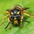  Almindelig gedehams (Vespula vulgaris)