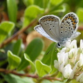 Argusblåfugl  (Plebejus argus)