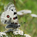 Apollo (Parnassius apollo)