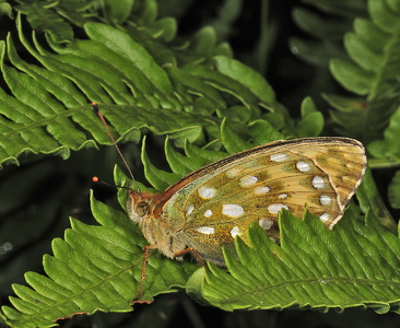 Markperlemorsommerfugl (Speyeria aglaja)