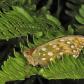 Markperlemorsommerfugl (Speyeria aglaja)