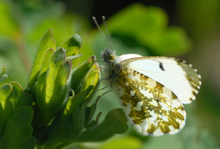 Aurora (Anthocharis cardamines)