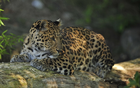  leopard