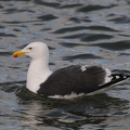  Svartbag (Larus marinus)