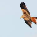 Rød glente (Milvus milvus)