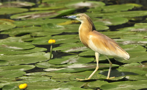  Tophejre (Ardeola ralloides)