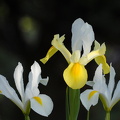 Hollandsk iris