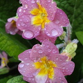 Storblomstret Kodriver (Primula vulgaris)