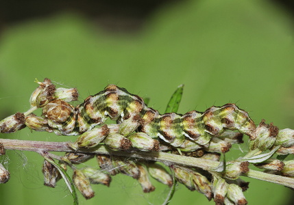 Bynke-hætteuglelarve Cucullia absinthii