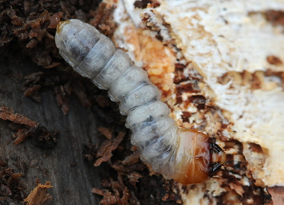 Blankplettet tandbuk ,larve, Rhagium mordax