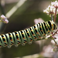 Svalehale-larve, Papilio machaon