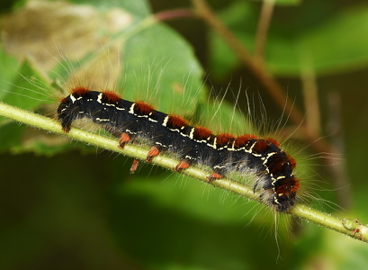  Uldhalelarve, Eriogaster lanestris