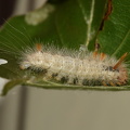  Penseluglelarve, Colocasia coryli