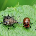 Torntæge (Picromerus bidens)